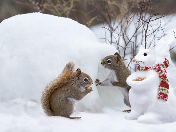 Two squirrels in the snow