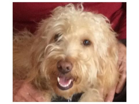 PIcture of Pickle the Dog